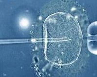 女性有染色体罗氏易位在信阳市做试管养囊成功率高吗？试管移植后需要保胎吗！