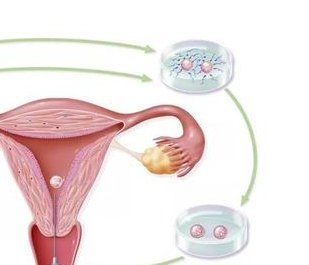 有必要移植5aa级别的囊胚吗？来了解一下有哪些优势和风险